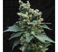 T.H.Seeds™ Graines De Cannabis Sage™'N Sour, Divers Paquets, Régulier 5+1 Pièces