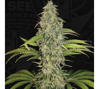 T.H.Seeds™ Graines De Cannabis Sage™ , Pack Varié, Féminisées 2 Pièces