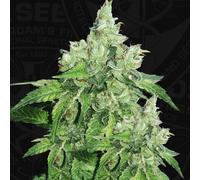 T.H.Seeds™ Graines De Citron Givré, Pack Varié, Féminisées 6+1 Pièces