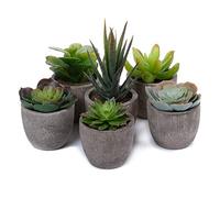 T4U Mini Succulentes Artificielles d’Intérieur en Pot Lot de 6