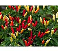 Tabasco Hot Chilli Pepper 10 graines utilisées pour la Sauce célèbre très Populaire