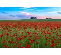 Tableau acrylique 120 x 80 cm : champ avec herbe verte et coquelicots rouges contre le ciel du coucher de soleil en Hongrie - Cette photo utilise la technique HDR (29206759)
