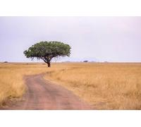 Tableau acrylique 80 x 50 cm : safari sur route non pavée avec voiture de safari dans le parc national du Serengeti dans un magnifique paysage, Tanzanie, Afrique (137051967)
