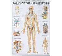 Tableau anatomique du système lymphatique humain 70 x 100 cm