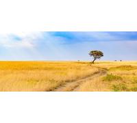 Tableau composite en aluminium 110 x 50 cm : safari sur route non pavée avec voiture de safari dans le parc national du Serengeti dans un magnifique paysage, Tanzanie, Afrique (137051888)