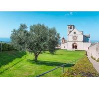 Tableau composite en aluminium 110 x 70 cm : Assise, San Francesco ou Saint Francis Basilica Upper Church et un olivier Province de Pérouse, région ombrie Italie (236303926)
