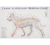 Tableau d'acupression du méridien canin