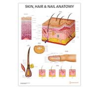 Tableau d'anatomie de la peau, des cheveux et des ongles, 45 x 60 cm, AnatomyStuff, poster, outil d'apprentissage esthéticienne, salle de classe, d'étude