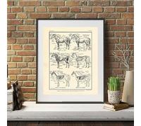 Tableau D'Anatomie Du Cheval Français Vintage, Impressions, Art Mural, Biologie, Décoration, Illustration De Cheval, Affiche Animale, Peinture Sur Toile, Décoration De Bureau, A4 50X70Cm Sans Cadre