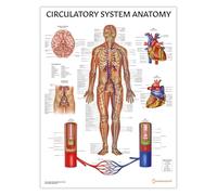 Tableau d'anatomie du système circulatoire, 45 x 60 cm, approvisionnement vasculaire, artères et veines, corps humain, anatomie humaine