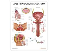 Tableau d'anatomie reproductive masculine, 45 x 60 cm, 18 x 24 pouces, anatomie masculine, outil d'apprentissage de la santé sexuelle masculine