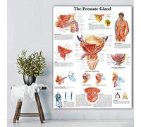 Tableau Decoration Murale Retour À L'École Glande De La Prostate Tableaux Anatomiques Affiches Anatomie Impression sur Toile Photos Murales Éducation Médicale Affiches Impressions De Bureau -50X70Cm