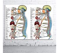 Tableau Decoration Murale Science Humaine Organes Du Corps Humain Connaissances Médicales Toile Affiche Impression Personnalisé Décor Hôpital Affiche Mur Photos Éducation Affiches Et Estampes 50X70Cm