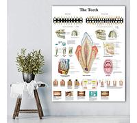 Tableau Decoration Murale , Tableaux Anatomiques Tableau Des Dents Humaines Toile Peinture Affiche Imprimer Photos Murales Pour L'Éducation Médicale Décor De Bureau Affiches Et Impressions - 50X70Cm