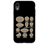 Tableau des fossiles précambriens Diagramme des organismes Ediacaran Coque pour iPhone XR