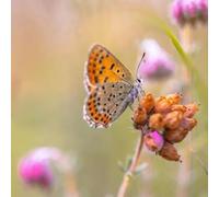 Tableau en aluminium composite 30 x 30 cm : papillon européen cuivre suie (Lycaena tityrus) perché sur une fleur de bruyère (Erica tetralix) avec flou (185115687)
