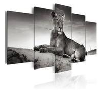 Tableau Imprimé "Tigresse dans le Désert" 50 x 100 cm Imprimé G