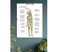 Tableau Métallique de Système lymphatique - Vue générale (28cmx42cm) - Affiche Éducative Protégée contre les UV et la Poussière pour Étude, Enseignement & Cliniques + Aimants de Fixation Mural Fournis