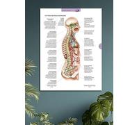 Tableau Métallique de Système nerveux autonome (28cmx42cm) - Affiche Éducative Protégée contre les UV et la Poussière pour Étude, Enseignement & Cliniques + Aimants de Fixation Mural Fournis