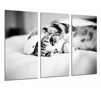 Tableau Moderne Photographique, Impression sur bois, Hipster animal chat yeux bleus, noirs et blancs, 97 x 62 cm, ref. 27022