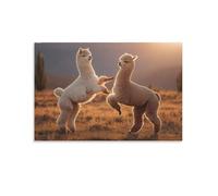 Tableau Mural, Animaux Poster, Deux Alpagas Se Battant Joyeusement au Coucher du Soleil Doré, Idéal pour Décoration Intérieure ou Art Animalier - Tableau Toile Unique, Cadeau 24x36inch(60x90cm)