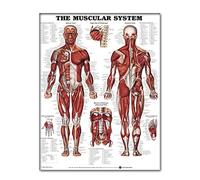 Tableau mural du système musculaire Apprentissage anatomique réaliste Affiche du système musculaire Affiches d'anatomie Tableau musculaire Affiche d'anatomie Modèle de muscle humain 50x70 cm Affiche e