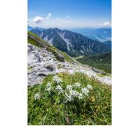 Tableau Mural Flore Massif Hautes-pyrénées CEANOTHE - 30x45 cm - Montagne