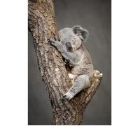 Tableau Mural Koala Endormi CEANOTHE - 45x65 cm - Nature évasion