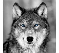 Tableau Mural Loup Aux Yeux Bleus CEANOTHE - 90x90 cm - Animaux
