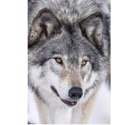 Tableau mural loup blanc CEANOTHE - 45x65 cm - Animaux