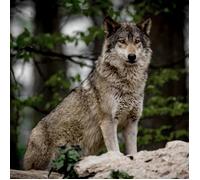 Tableau sur toile loup 45x45 cm CEANOTHE Décoration Murale Art Décoratif Muraux Peinture Imprimée en HD Salon Chambre Bureau Fabriqué en France Gris