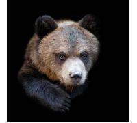 Tableau mural ours sombre CEANOTHE - 90x90 cm - Animaux