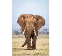 Tableau mural portrait éléphant CEANOTHE - 80x120 cm - Animaux