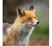 Tableau Mural Renard Rouge CEANOTHE - 30x30 cm - Animaux