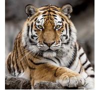 Tableau mural tigre de Sibérie CEANOTHE - 45x45 cm - Animaux