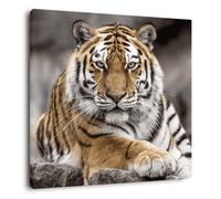 Tableau mural tigre de Sibérie CEANOTHE - 45x45 cm - Animaux