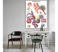 Tableau Murale Anatomie De L'Oreille Humaine Tableaux Anatomiques Affiches Détails Toile Affiche Photos Murales Pour L'Éducation Médicale Bureau Décor À La Maison Affiches Et Impressions - 50X70Cm