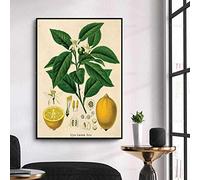 Tableau Murale,Vintage Agrumes Impression, Citrons Botanique Cuisine Art Print, Cuisine Impression, Impression Vintage, Art Moderne, Impression d'affiche Murale,Affiches Vintage pour Chambre-50X70Cm
