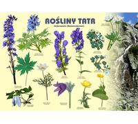 Tableau noir 100x72cm Plantes des Tatras. Plantes des grottes