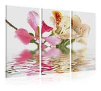 Tableau Orchid with colorful spots-Taille L 60 x H 40 cm Imprimé