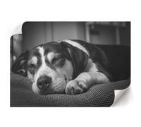 Tableau sur Toile 59,4x42 cm | Format A2 | Chien endormi