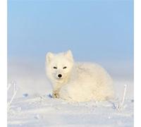 Tableau sur toile beauté animale 45x45 cm CEANOTHE Décoration Murale Art Décoratif Muraux Peinture Imprimée en HD Salon Chambre Bureau Fabriqué en France Blanc G