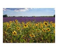Tableau sur toile champ de tournesols en Provence 65x97 cm CEANOTHE Décoration Murale Art Décoratif Muraux Peinture Imprimée en HD Salon Chambre Bureau Fabriqué en France Vert G