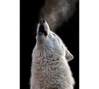 Tableau sur toile cri de loup 65x97 cm CEANOTHE Décoration Murale Art Décoratif Muraux Peinture Imprimée en HD Salon Chambre Bureau Fabriqué en France Blanc G
