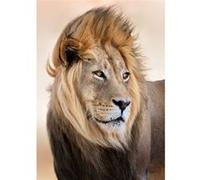 Tableau sur toile crinière au vent 45x65 cm CEANOTHE Décoration Murale Art Décoratif Muraux Peinture Imprimée en HD Salon Chambre Bureau Fabriqué en France Marron G