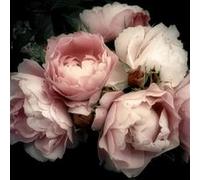 Tableau sur toile Fleur Romantique 45x45 cm CEANOTHE Décoration Murale Art Décoratif Muraux Peinture Imprimée en HD Salon Chambre Bureau Fabriqué en France Rose