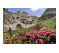 Tableau sur toile flore Hautes-Pyrénées 45x65 cm CEANOTHE Décoration Murale Art Décoratif Muraux Peinture Imprimée en HD Salon Chambre Bureau Fabriqué en France Vert G