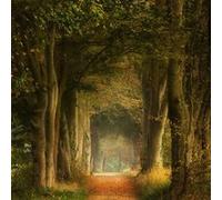 Tableau sur toile forêt poetique 65x65 cm CEANOTHE Décoration Murale Art Décoratif Muraux Peinture Imprimée en HD Salon Chambre Bureau Fabriqué en France Vert G
