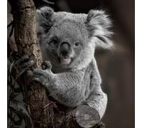 Tableau sur toile koala 30x30 cm CEANOTHE Décoration Murale Art Décoratif Muraux Peinture Imprimée en HD Salon Chambre Bureau Fabriqué en France Gris G