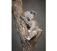 Tableau sur toile koala endormi 45x65 cm CEANOTHE Décoration Murale Art Décoratif Muraux Peinture Imprimée en HD Salon Chambre Bureau Fabriqué en France Gris